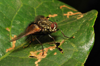 Картинка животные насекомые макро itchydogimages муха насекомое