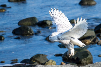 Картинка животные совы белая сова крылья птица