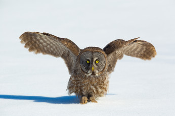 Картинка животные совы сова птица крылья снег