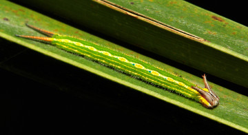 Картинка животные гусеницы itchydogimages макро лист гусеница