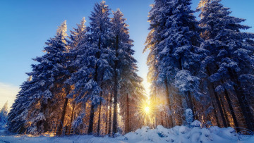 Картинка природа зима снег лес деревья ёлки свет солнца лучи