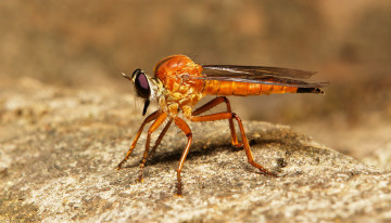 Картинка животные насекомые насекомое макро itchydogimages