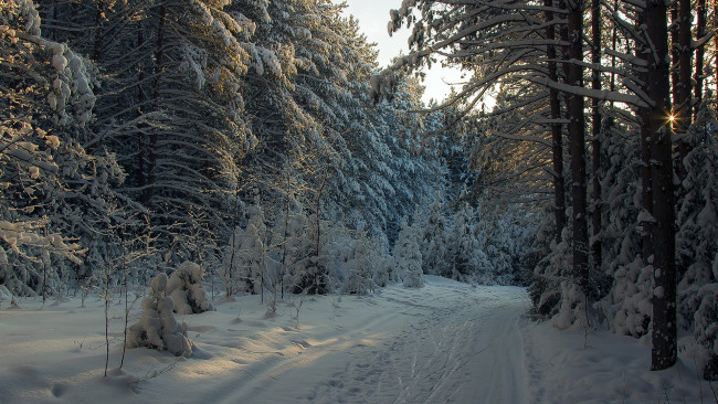 Обои картинки фото природа, зима, лес, снег, тракт