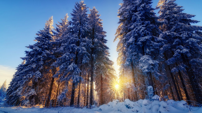 Обои картинки фото природа, зима, снег, лес, деревья, ёлки, свет, солнца, лучи