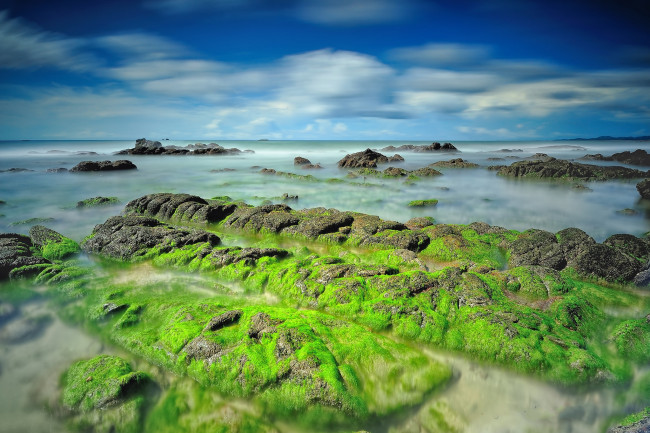 Обои картинки фото природа, побережье, океан, камни, тина