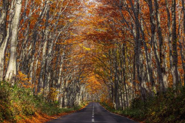 Обои картинки фото природа, дороги, осень, аллея, деревья, шоссе