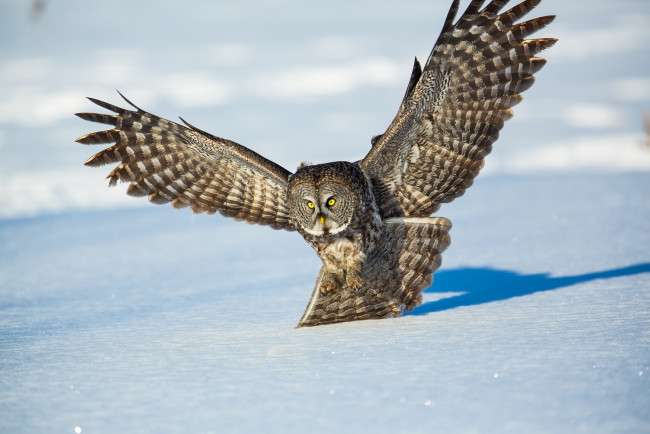 Обои картинки фото животные, совы, сова, птица, летит, снег, крылья