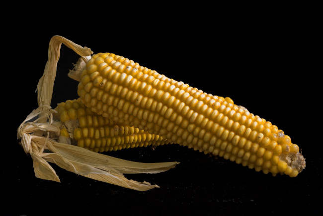 Обои картинки фото еда, кукуруза, початок