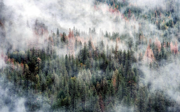 Картинка природа лес деревья туман панорама склон