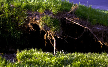 Картинка природа макро трава овраг земля корни