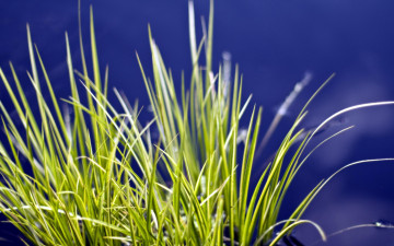 Картинка природа макро трава пучок вода