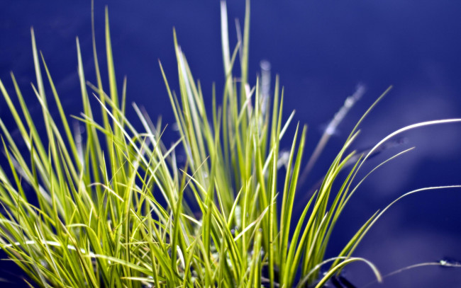 Обои картинки фото природа, макро, трава, пучок, вода