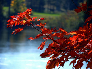 обоя природа, листья, багряный, осень