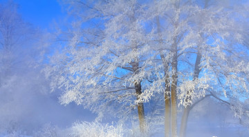Картинка природа деревья зима иней