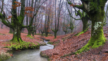 Картинка природа реки озера поток осень лес