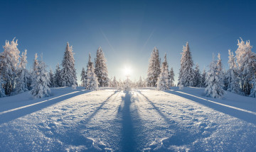 Картинка природа зима елки пейзаж снег