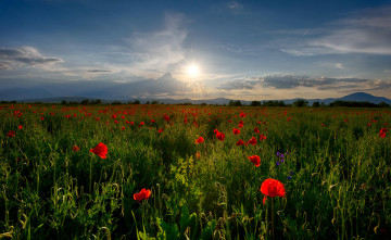 Картинка природа поля вечер солнце цветы маки поле
