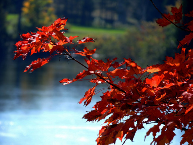 Обои картинки фото природа, листья, багряный, осень