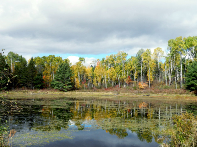 Обои картинки фото природа, реки, озера, осень, березки, отражение