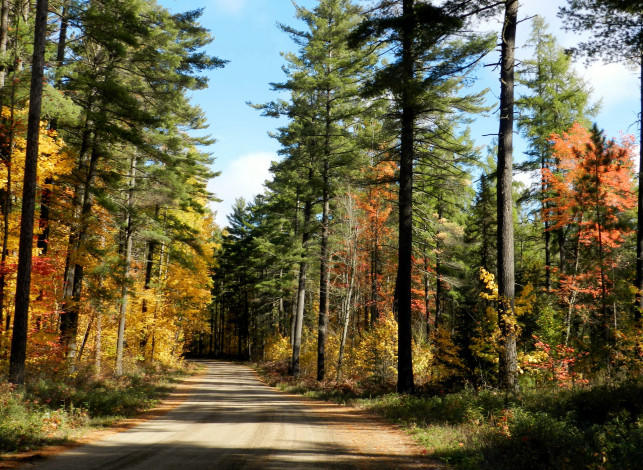 Обои картинки фото природа, дороги, осень, сосны, лес