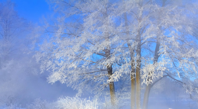 Обои картинки фото природа, деревья, зима, иней