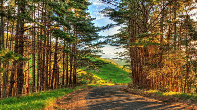 Обои картинки фото природа, дороги, дорога, лес