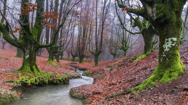 Обои картинки фото природа, реки, озера, поток, осень, лес
