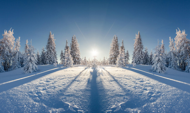 Обои картинки фото природа, зима, елки, пейзаж, снег
