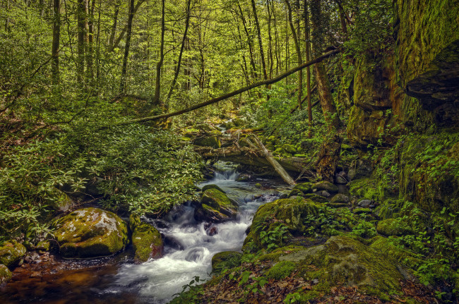 Обои картинки фото природа, реки, озера, great, smoky, mountains, national, park, штат, теннесси, лес