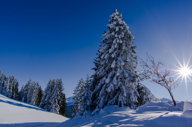 Обои картинки фото природа, зима, пейзаж, деревья, снег