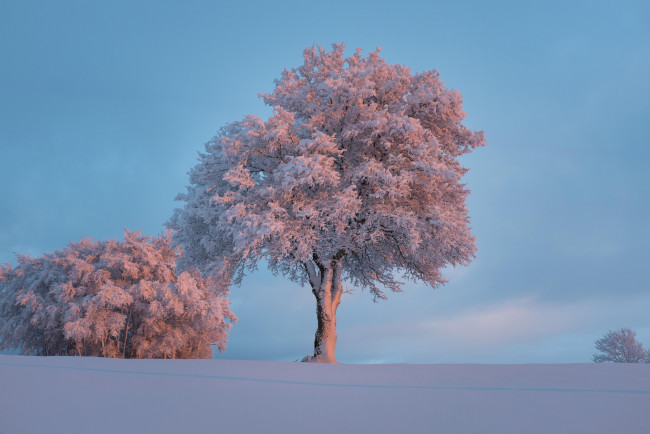 Обои картинки фото природа, деревья, зима, иней, мороз, снег, дерево