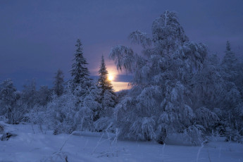 Картинка природа зима снег деревья пейзаж утро рассвет солнце