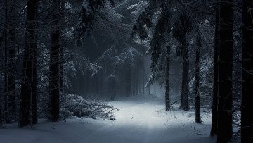 Картинка природа лес снег сосны ветки зима