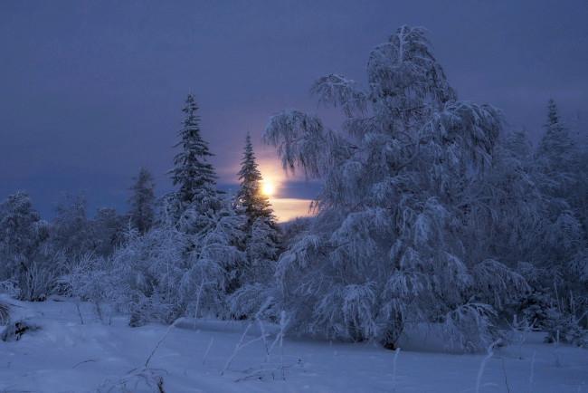 Обои картинки фото природа, зима, снег, деревья, пейзаж, утро, рассвет, солнце