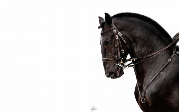 Картинка животные лошади упряжь голова конь