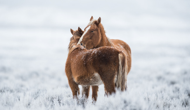 Обои картинки фото животные, лошади, поле, пара, зима, снег, бурые