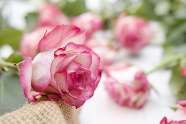 Обои картинки фото цветы, розы, розовые, бутоны