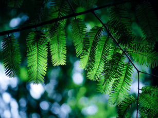 Картинка природа деревья листья минимализм ветка зеленый фон