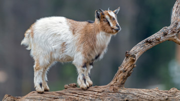 Картинка животные козы коза млекопитающее природа wallhaven
