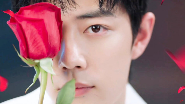 Обои картинки фото мужчины, xiao zhan, актер, лицо, роза