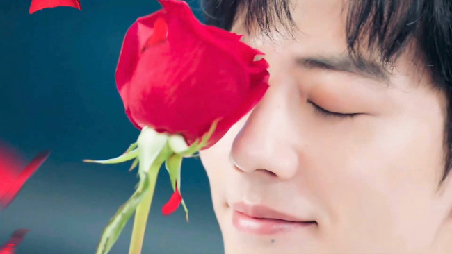 Обои картинки фото мужчины, xiao zhan, лицо, роза