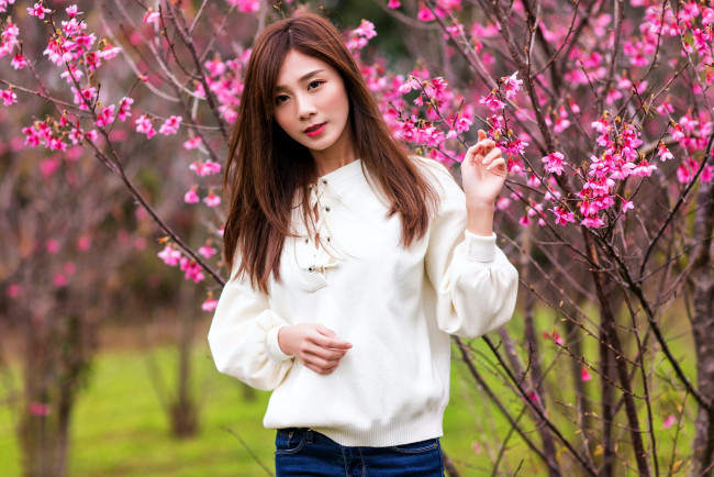Обои картинки фото девушки, - азиатки, джинсы, свитер, азиатка, цветущий, сад