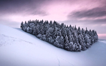 Картинка природа лес снег горы