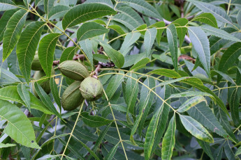 обоя pecan nuts, природа, плоды, pecan, nuts