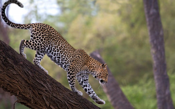 Картинка african leopard samburu national reserve kenya животные леопарды