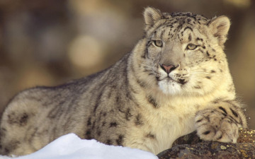 Картинка deep thoughts snow leopard животные снежный барс ирбис