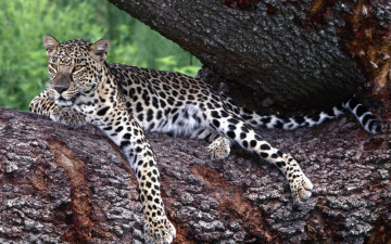 обоя lounging, leopard, животные, леопарды