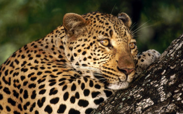 Картинка male leopard sabi private game reserve south africa животные леопарды