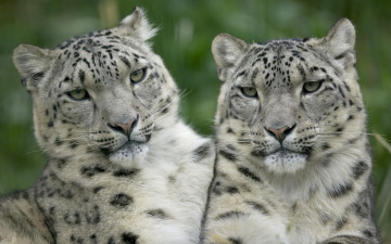Картинка snow leopard pair животные снежный барс ирбис