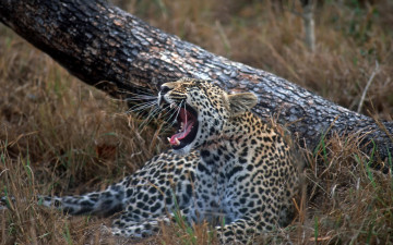 Картинка young leopard sabi sand wildtuin reserve south africa животные леопарды